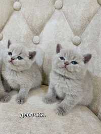 Чистокровные лиловые шотландские котята
