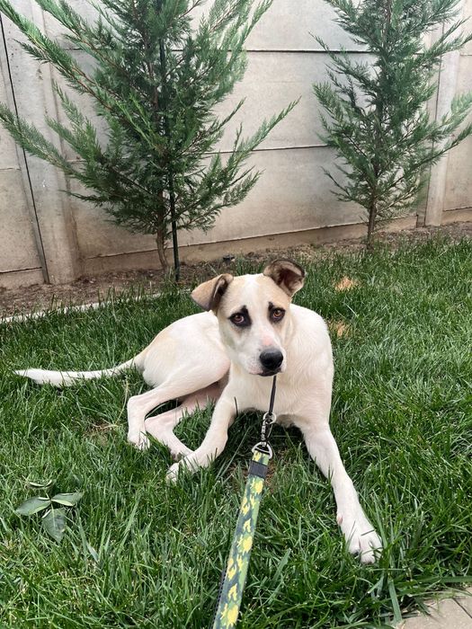 Ofer spre adoptie catelusa metis talie medie