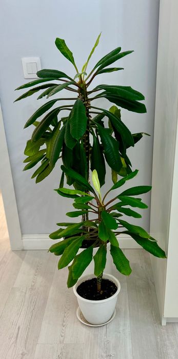 Пальма эуфорбия, в наличие две см все фото