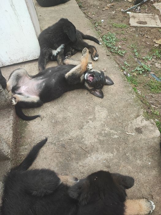 Подарявам тези зверчета на 2-месеца.Майка-каракачанка,баща-немец. Ли