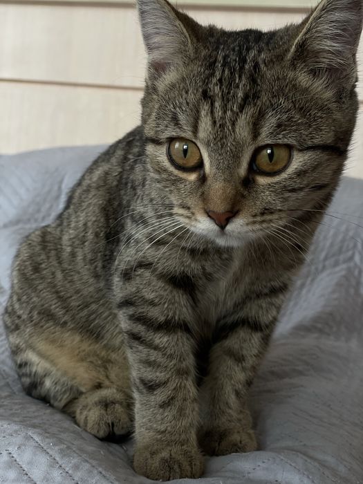 Отдам в хорошие руки кошечку