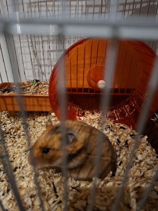 Hamster + cusca +accesorii , hrana si talaj