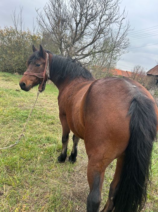 Vând iapa foarte cuminte