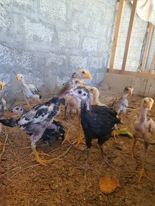 Shamo dakan jujasi 1.5 oylik