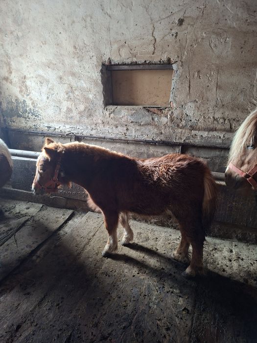 Vând mânză de ponei talie mică