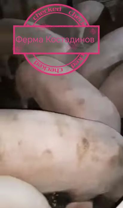 Домашно отгледани прасета.