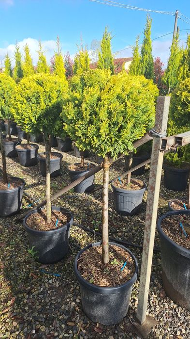 Plante ornamentale pentru gradina magnolia