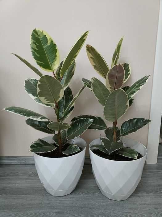 Ficus mare în degrade de 1m
