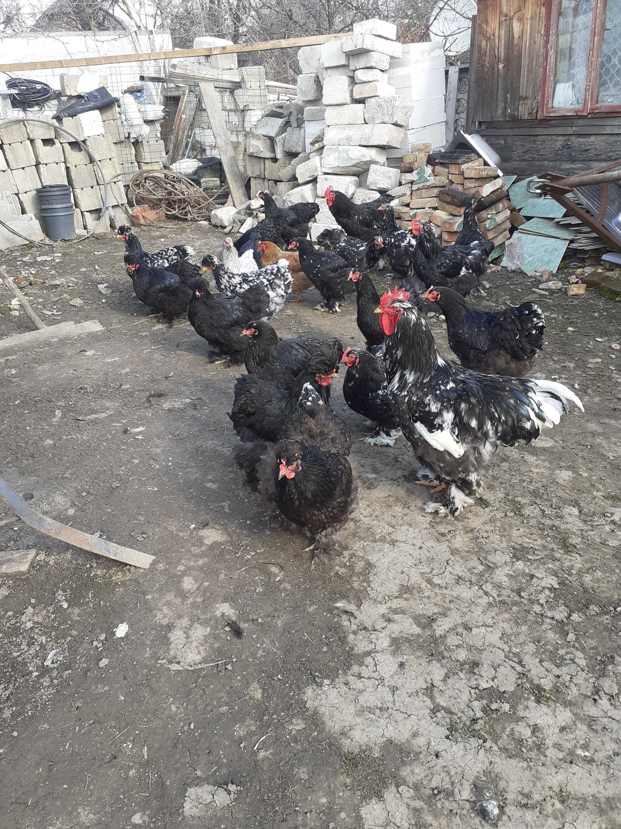 Ouă de incubat Cochinchina