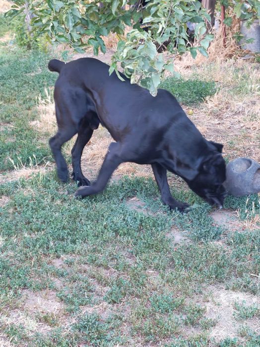 Кане Корсо кутрета cane corso