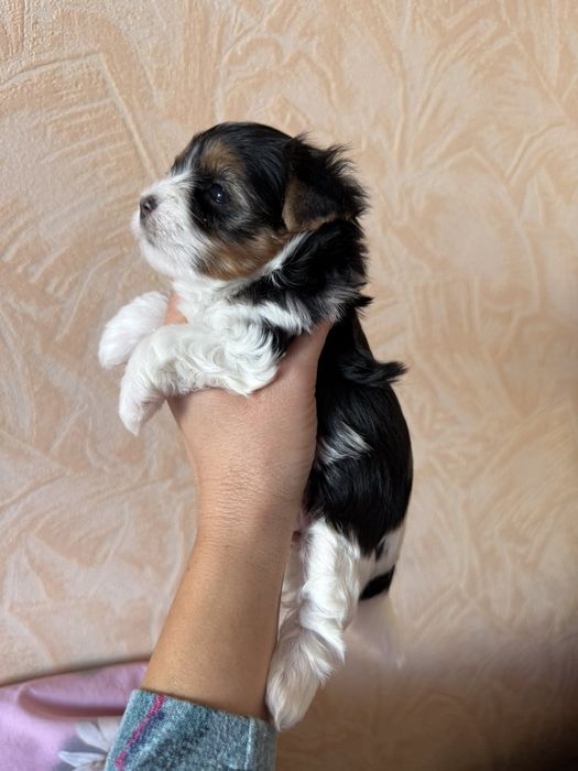 Бивер йоркширски териер