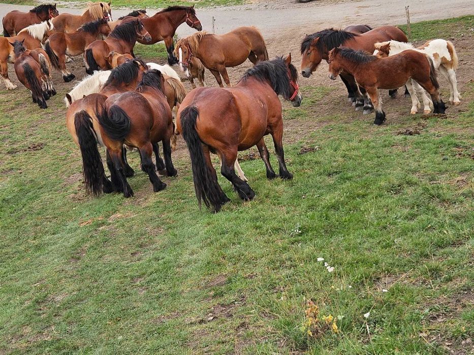 Manji de vanzare Cluj