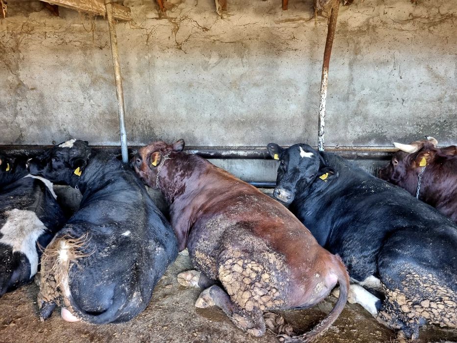 Мъжки угоени телета