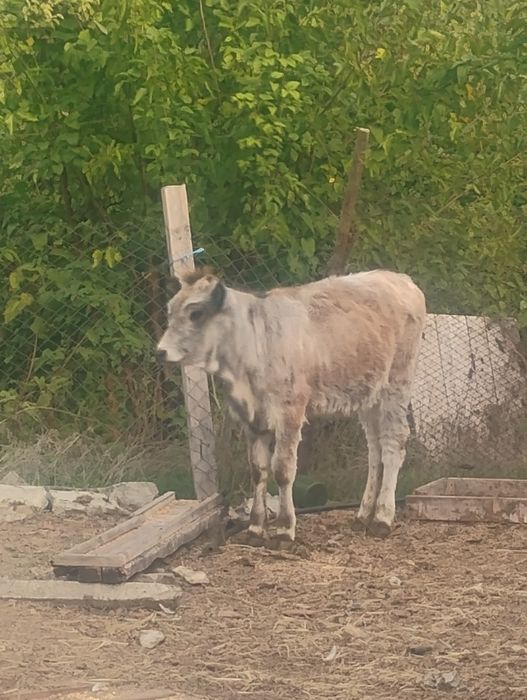 Продавам женско  теле