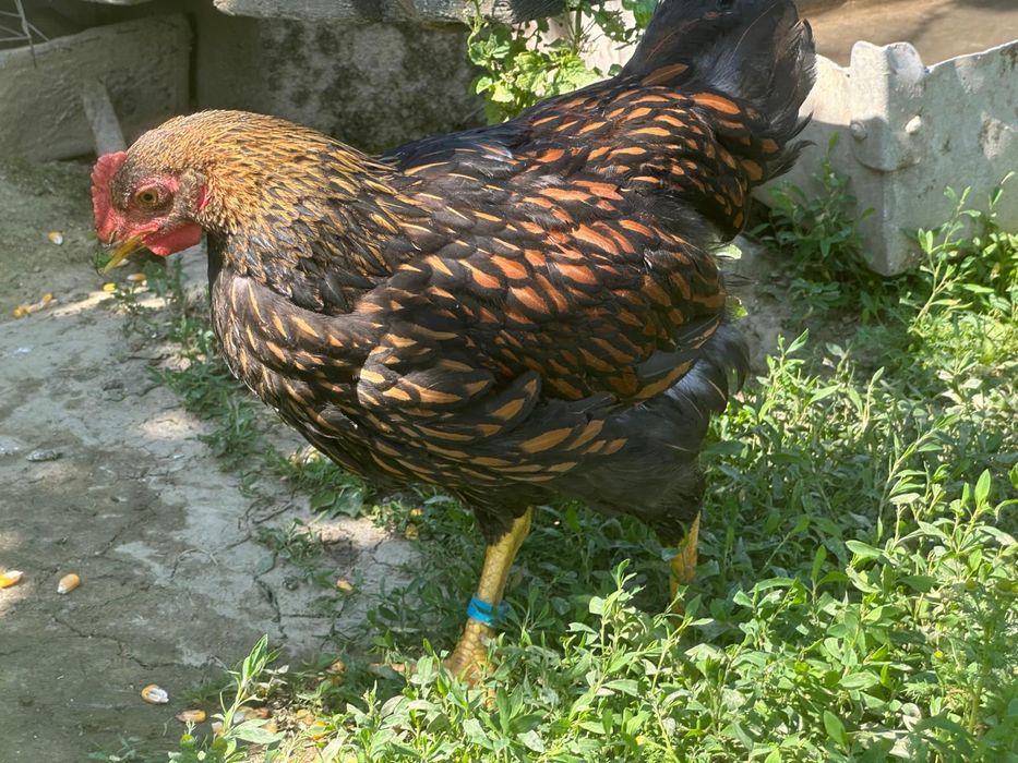 Cocosi tineri 3-5 luni