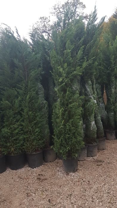 Tuia smaragd, leylandii, spirale, pon, magnoli mesteacăn, tei, pin,etc