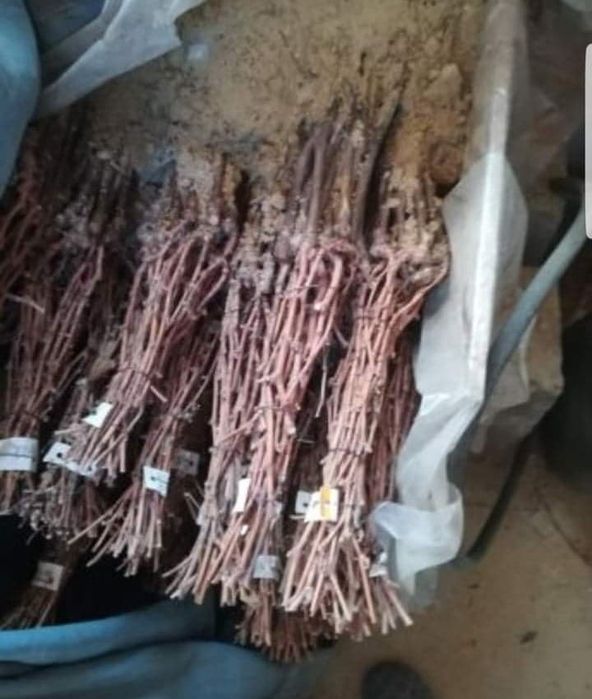 Producător butasi vita de vie