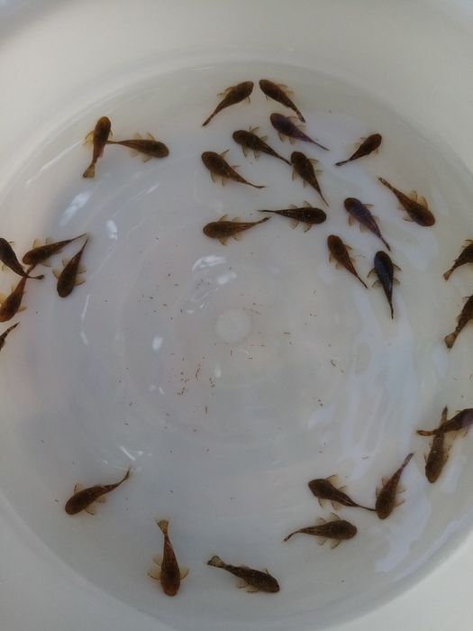 Сомики анциструсы тёмного цвета. комета 1 шт.