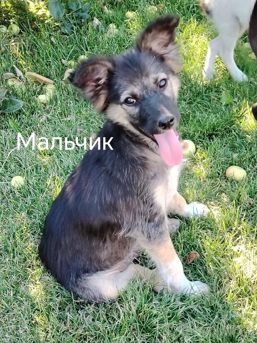 Отдам щенков  3 месяца