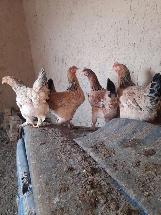 Домашний товук ва хурозлар сотувда