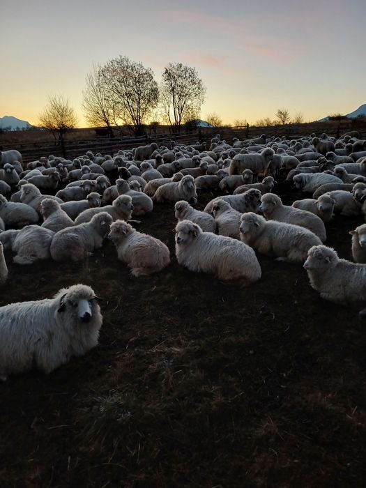 Berbecuți de vânzare