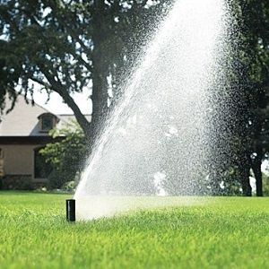 Toaletări pomi , tuns gard viu , curățat thuja