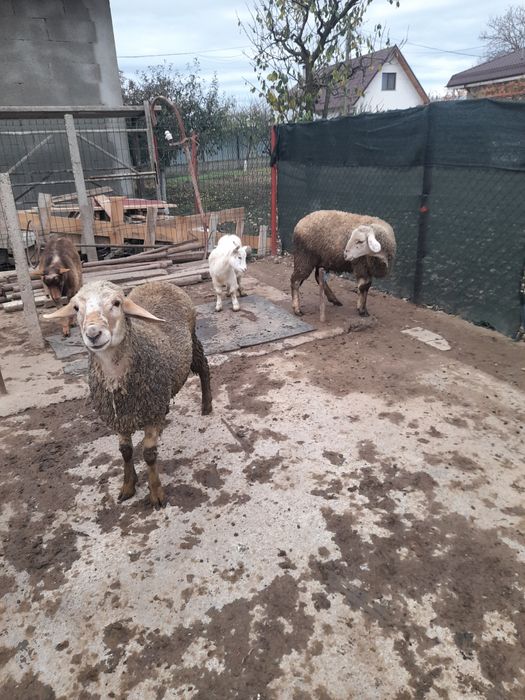 Mioara și berbecuț  de anul asta de vânzare