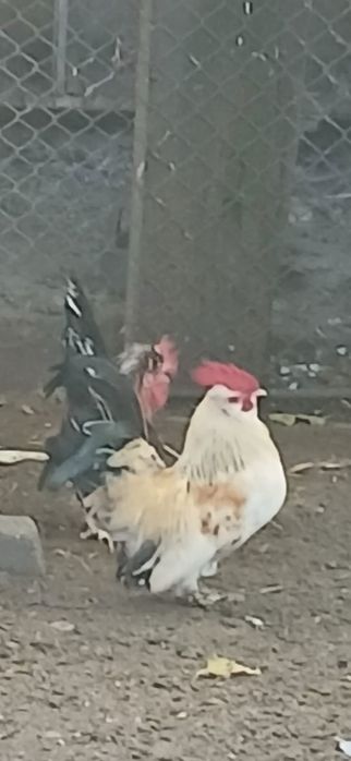 Găini pitice și cocoșei