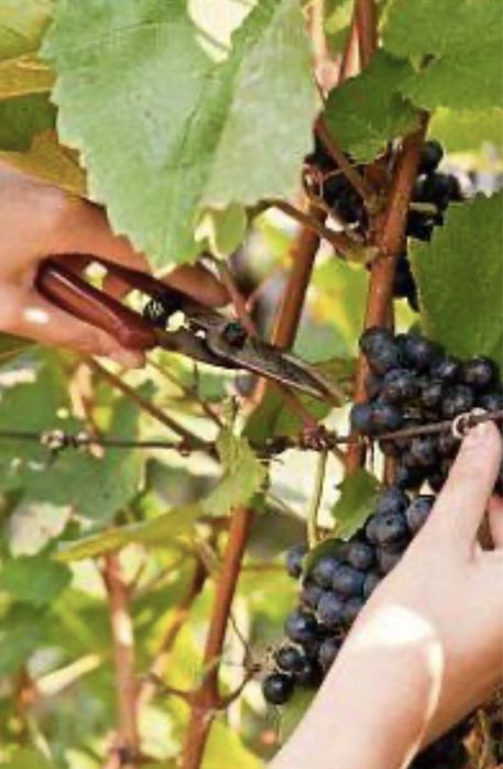 Жүзім кесу! Вырезка виноградов! Жүзім қырқу!