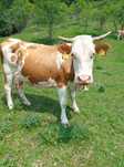 Vaca de vânzare.