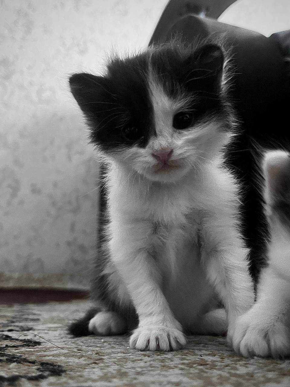 Отдам котят в хорошие руки!
