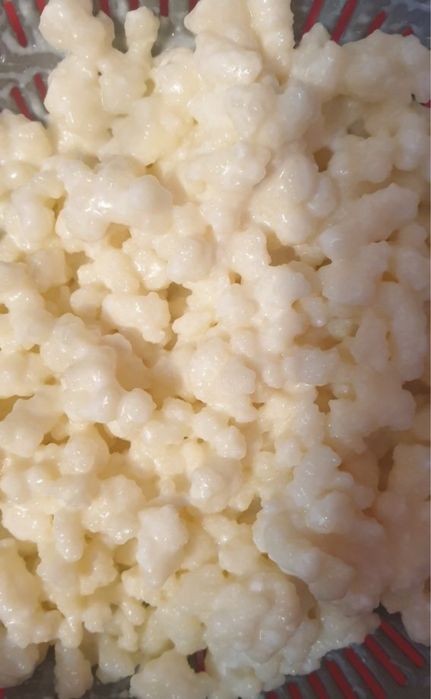 Vand ciuperca tibetana kefir