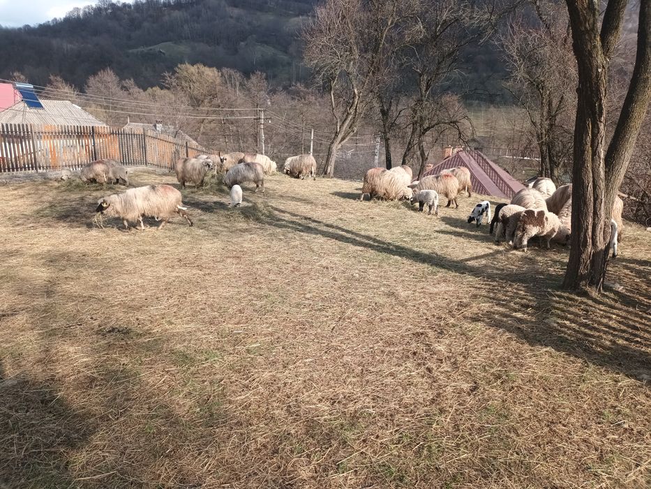 De Vanzare pret negociabil