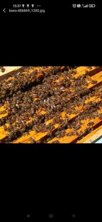 Пчелни отвотки система Дадан блат