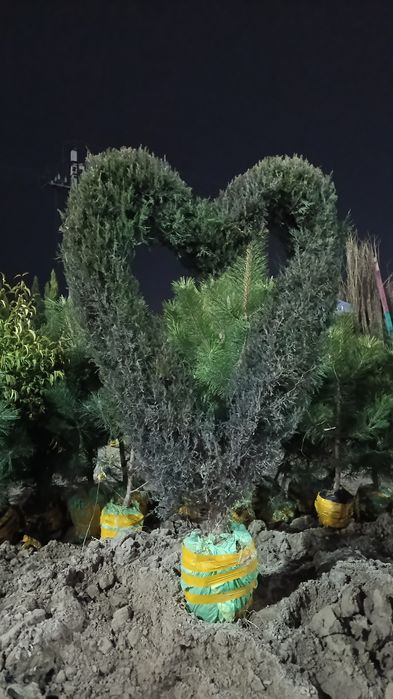 Арча ,мевали ва манзарали кучатлар.саженци ёлки и фруктовые