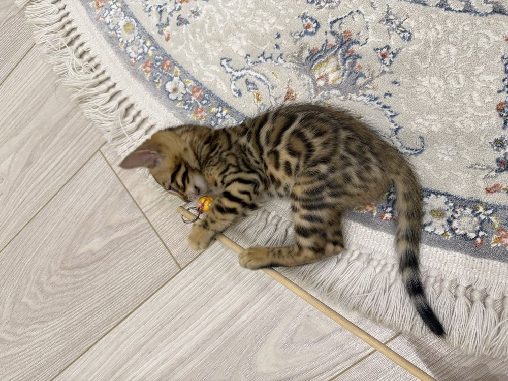 На продаже бенгальская девочка