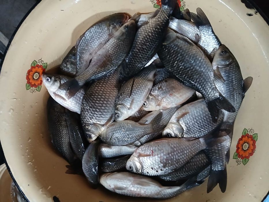 Рыба продам карась