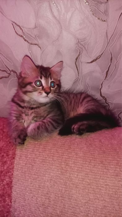 Одам в доьрые руки