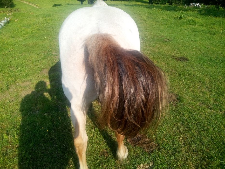 Cal de vânzare învățat la toate muncile agricole