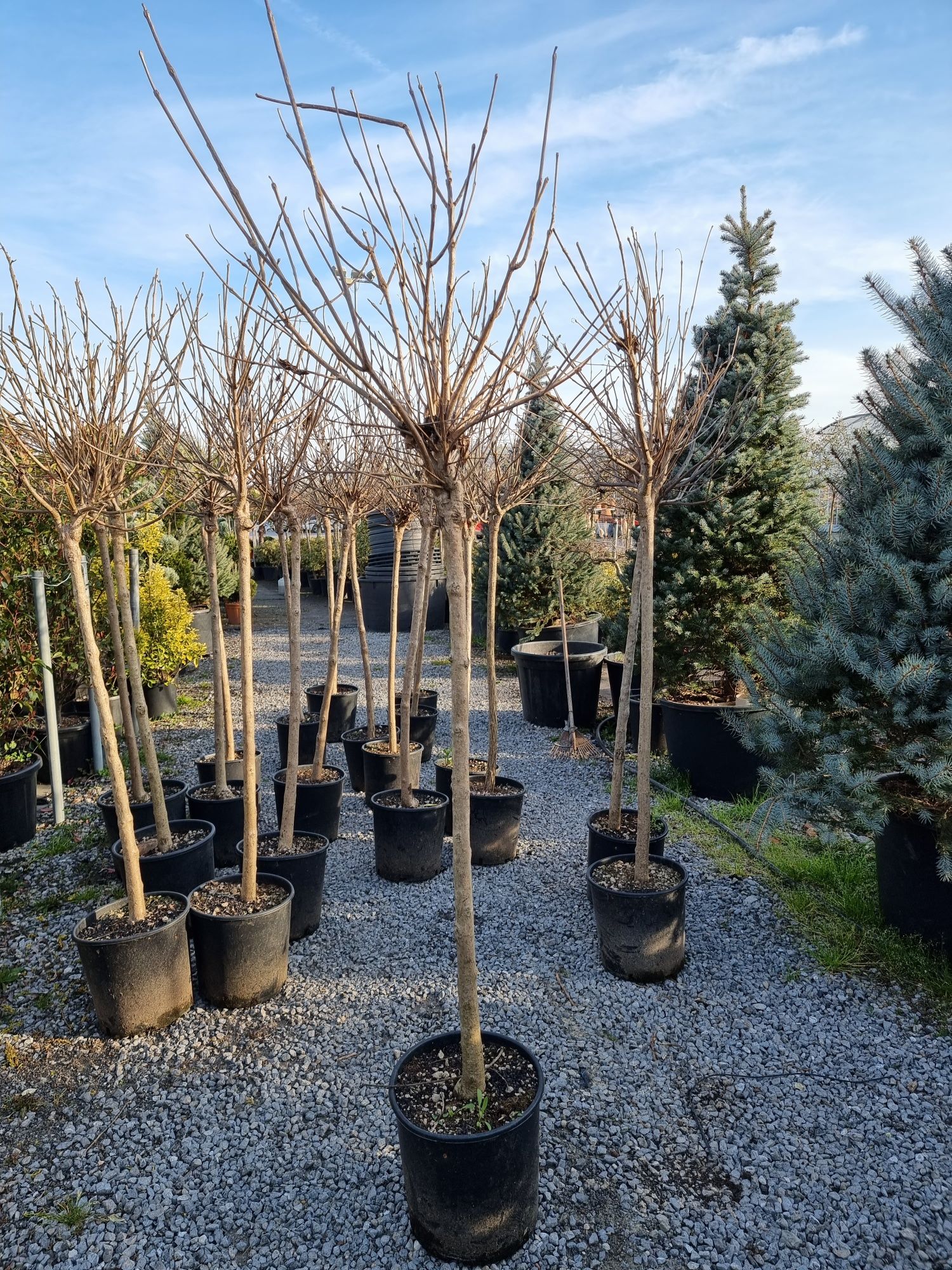 Catalpa globulara- Prunus rosu - Platan-Liquidambar