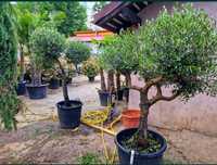 Măslini bonsai. Transportul este asigurat