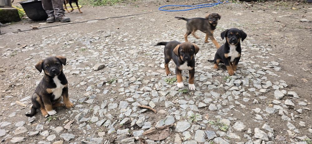 Căței spre Adopție