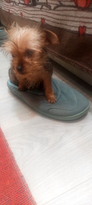 Yorkshire Terrier -fetita extramini