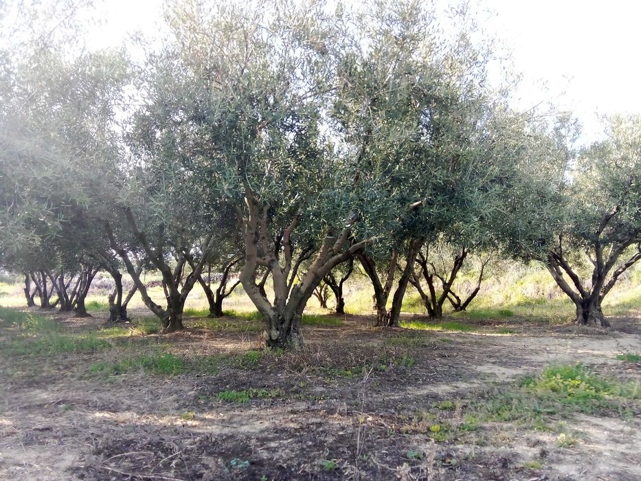 Парцел 790; кв.м. в с. Офринио, Панорама море-115000 евро.