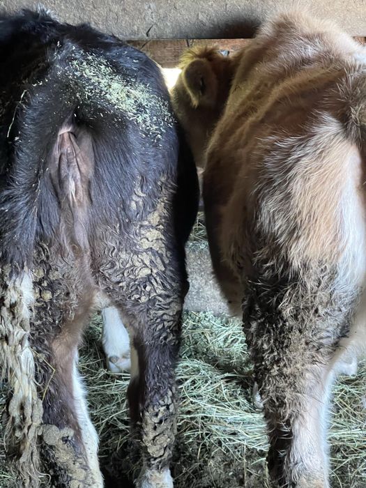 Doua vitele de 7 luni