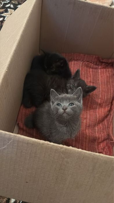 Отдам бесплатно котят
