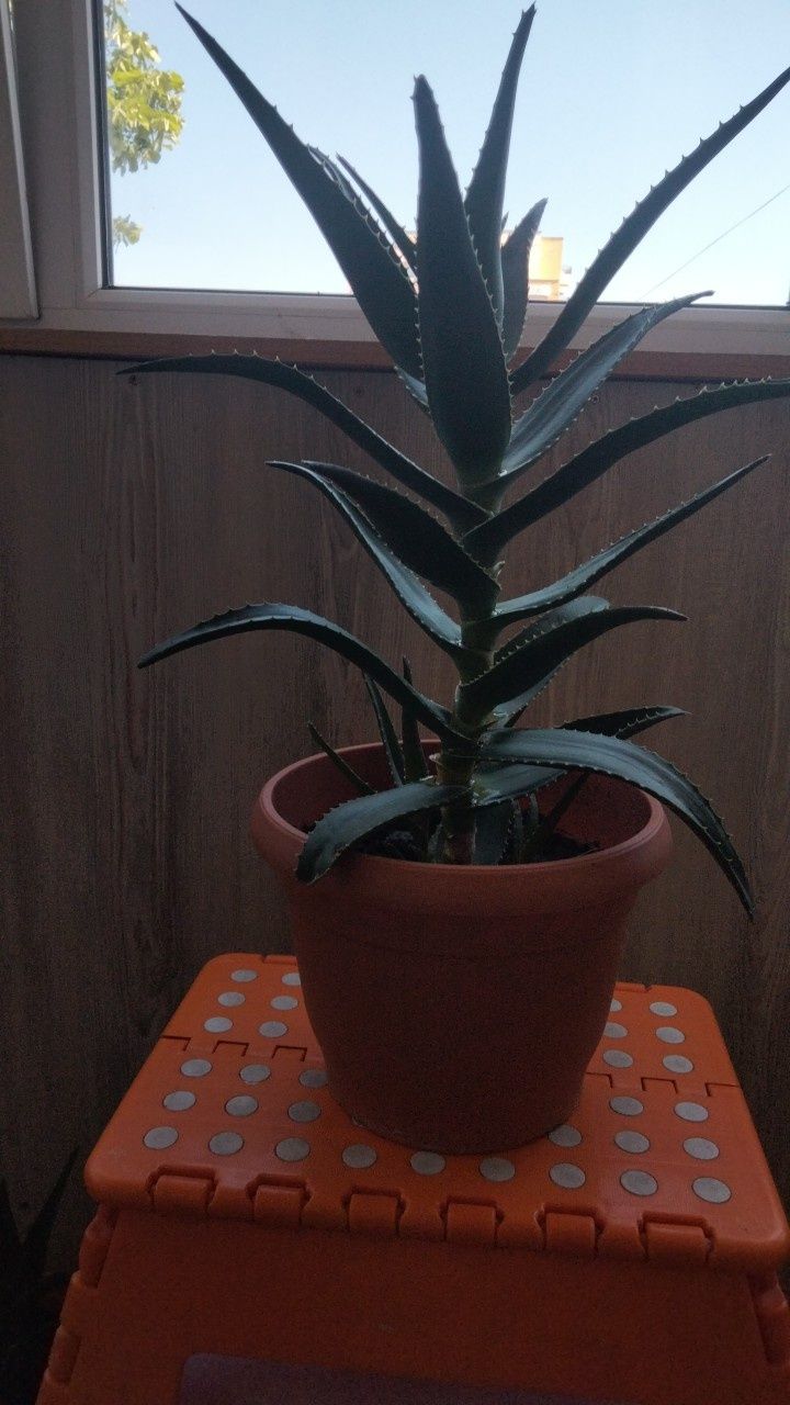 Vând aloe Vera la ghivceci