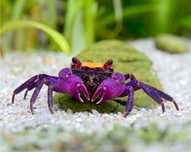 Vampire crab purple si red
