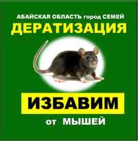 Дезинфекция мышей крыс  уничтожение грызунов  тышканды жою