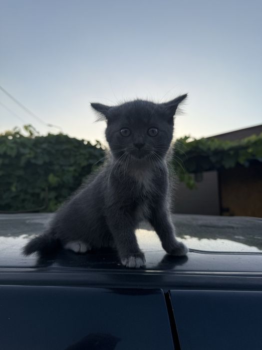 Котята 2 девочки , 2 месяца